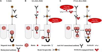 Development of a High-Efficiency Immunomagnetic Enrichment Method for Detection of Human Norovirus via PAMAM Dendrimer/SA-Biotin Mediated Cascade-Amplification